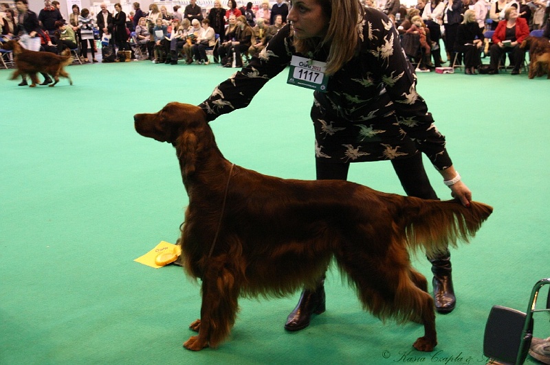 Crufts2011_2 099.jpg